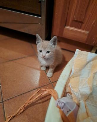gattina rosso cipria