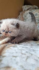 Exotic shorthair 