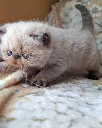 Exotic shorthair 