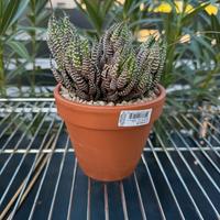 Cactus - Haworthia reinwardtii var. arichabaldiae