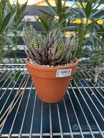 Cactus - Haworthia reinwardtii var. arichabaldiae