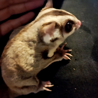 Cucciolo di Petauro dello zucchero