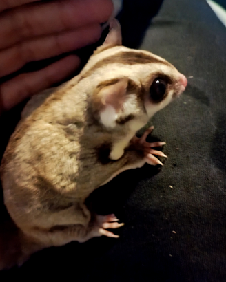 Cucciolo di Petauro dello zucchero