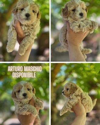 Maltipoo