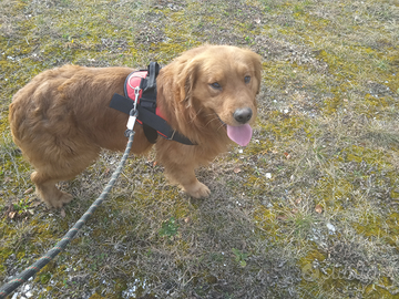 Monta Golden retriever Americano