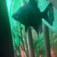 Coppie scalari e trichogaster