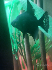 Coppie scalari e trichogaster