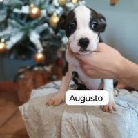 Cuccioli Amstaff