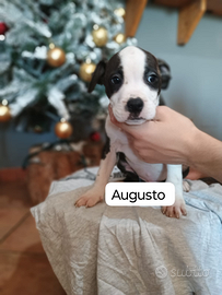 Cuccioli Amstaff