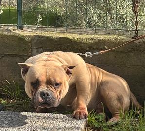 AmericanBully Pocket Top