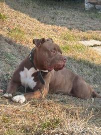 American Bully