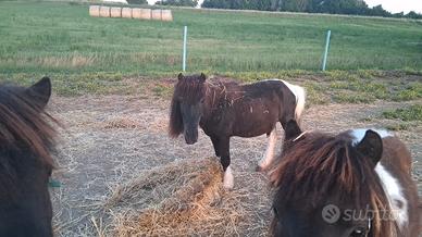 Pony maschio