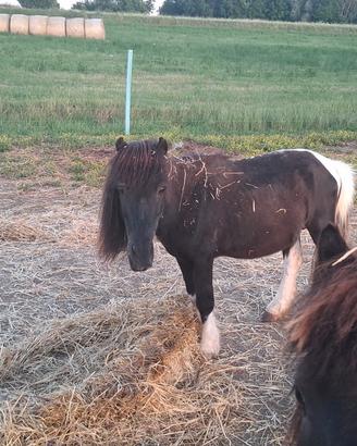 Pony maschio