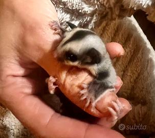 Petauri dello zucchero