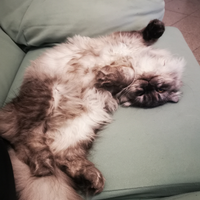 Gattina Scottish Fold pelo lungo di 9 mesi