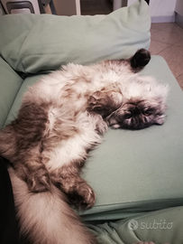 Gattina Scottish Fold pelo lungo di 6 mesi