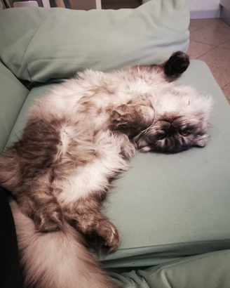 Gattina Scottish Fold pelo lungo di 9 mesi