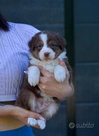 Cucciolo di Pastore Australiano