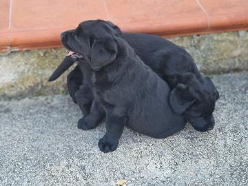 Labrador con pedigree