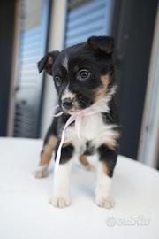 Cucciola di Border Collie