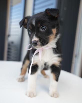 Cucciola di Border Collie
