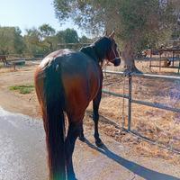Quartet horse