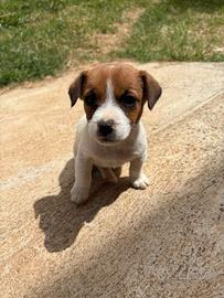 Jack Russell