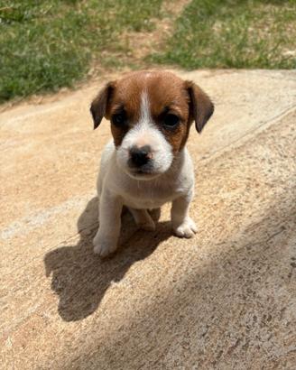 Jack Russell