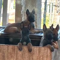 Cuccioli Pastore Belga