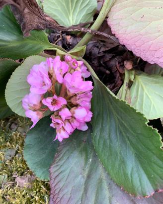 Pianta bergenia