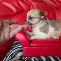 Chihuahua femmina bianco fulvo 70 gg