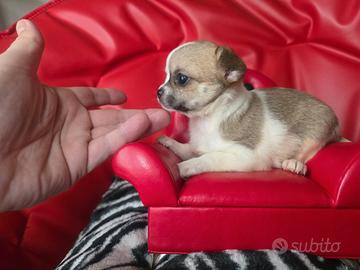 Chihuahua femmina bianco fulvo 70 gg
