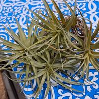 Germogli di Tillandsia - Pianta dell'aria