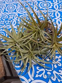 Germogli di Tillandsia - Pianta dell'aria