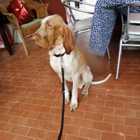 Disponibile per monta