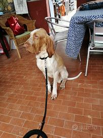 Disponibile per monta