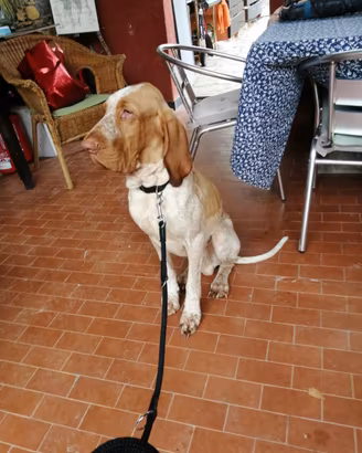 Disponibile per monta