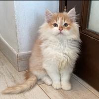 Gattino siberiano red silver tabby white