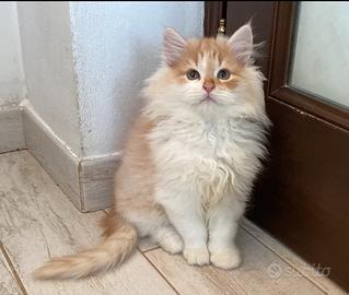 Gattino siberiano red silver tabby white