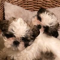 SHITZU cuccioli