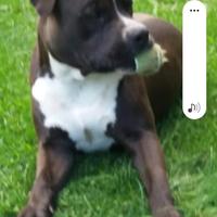 Numero 2 cani Hastaff