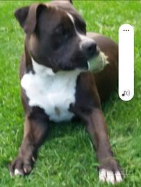 Numero 2 cani Hastaff