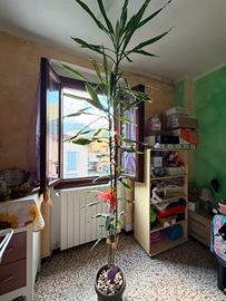 Dracena del mais variegata