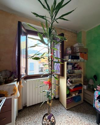 Dracena del mais variegata