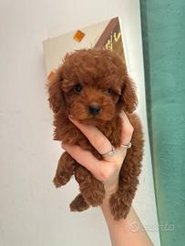 Cuccioli toy di 2 mesi senza pedigree