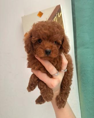 Cuccioli toy di 2 mesi senza pedigree
