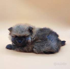 Cucciolo maschio Spitz tedesco nano/ Pomerania