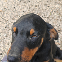 Cuccioli dobermann