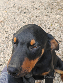 Cuccioli dobermann