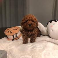 Barboncini mini mini toy rossi red disponibili